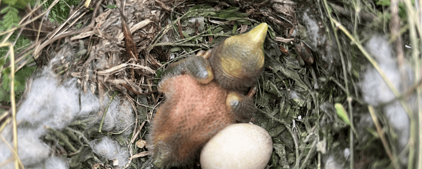 Muisvogels in Mbuluzi Game Reserve (Eswatini) gebruiken vezels van wilde katoen voor hun nest en verspreiden zo zaden
