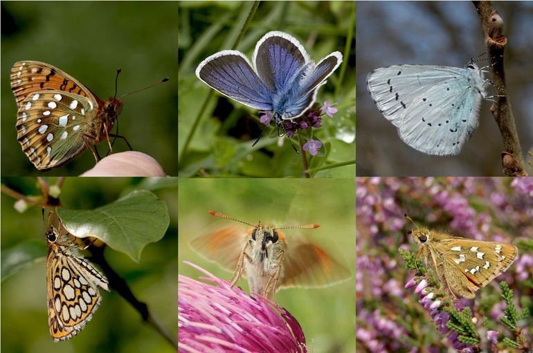 De winnaars van 2015, v.l.n.r. boven: grote parelmoervlinder, heideblauwtje & boomblauwtje, beneden spiegeldikkopje, geelsprietdikkopje & kommavlinder