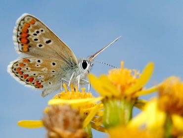 Aan de verdeling van de stippen op de onderzijde kun je het bruin blauwtje herkennen