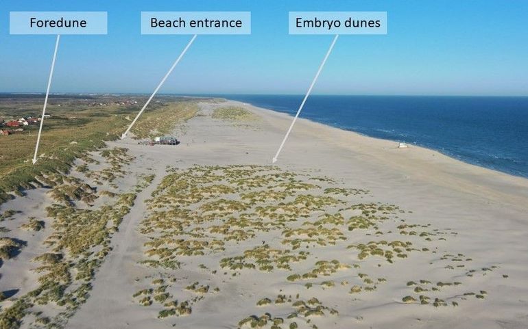 Early (embryonic) dune fields on the beach of Terschelling with ‘gaps’ around the beach entrance