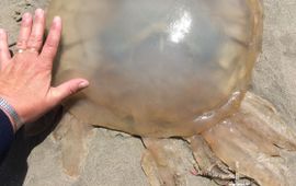 Overjarige zeepaddenstoel bovenkant