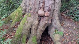 Rotterdamse beuk huisvest vijf parasitaire schimmels, desondanks leeft de boom nog altijd