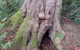 Rotterdamse beuk huisvest vijf parasitaire schimmels, desondanks leeft de boom nog altijd