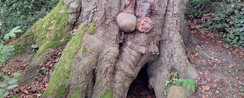 Rotterdamse beuk huisvest vijf parasitaire schimmels, desondanks leeft de boom nog altijd