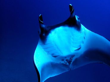Giant manta ray