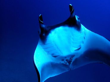 Why Conservationists Are Hopeful About the Manta Ray's Future, Science