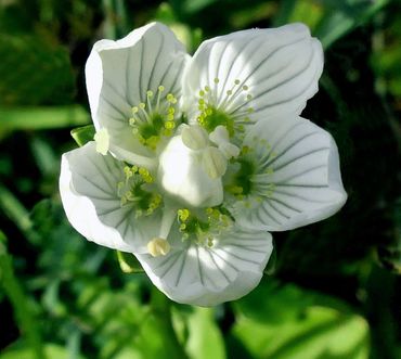 Parnassia