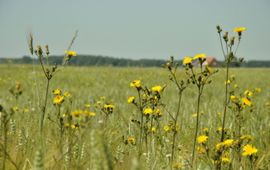 Brede bloemrijke akkerrand in Zeeland