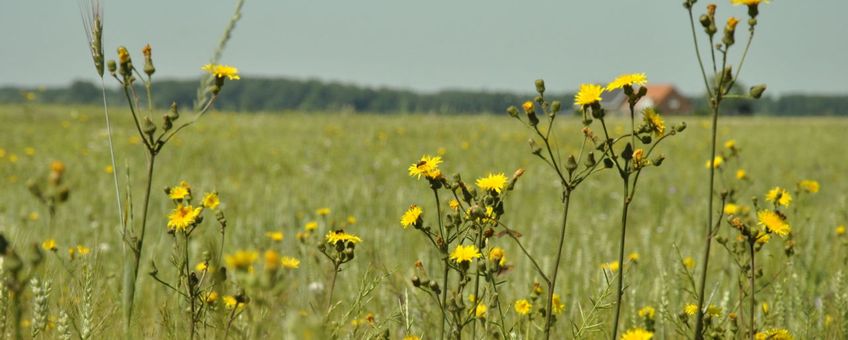 Brede bloemrijke akkerrand in Zeeland