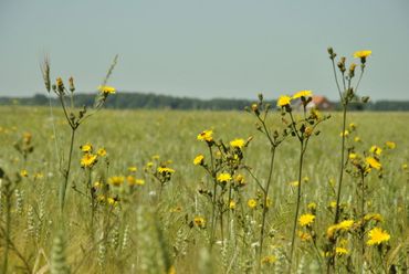 Brede, bloemrijke akkerrand in Zeeland