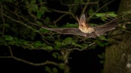 Gewone grootoorvleermuis in vlucht