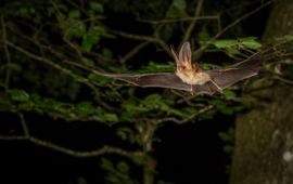 Gewone grootoorvleermuis in vlucht