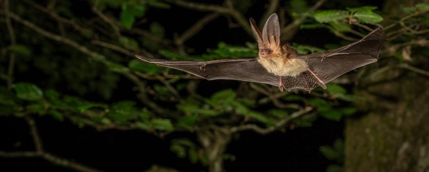 Gewone grootoorvleermuis in vlucht