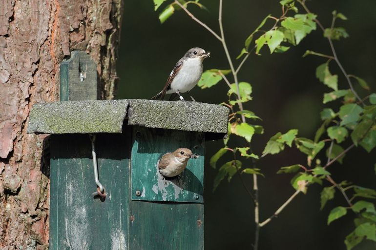 Nestgelegenheid bonte vliegenvanger