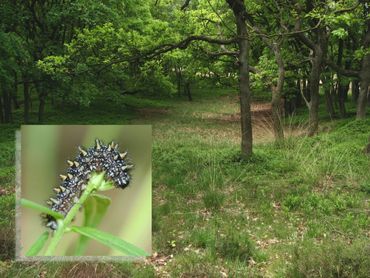 Leefgebied van bosparelmoervlinder op de Hoge Veluwe. Inzetje: rups op de waardplant hengel