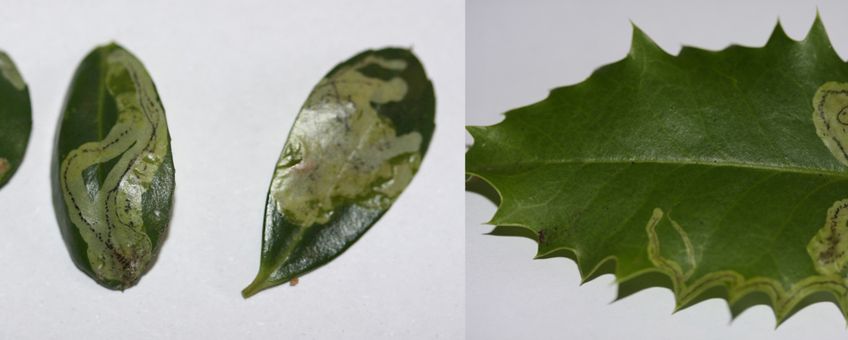 Japanse hulstvlieg, mijnen in Japanse hulst en hulst