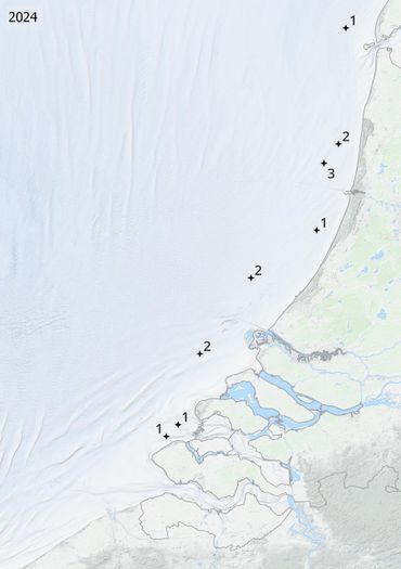 Vindplaatsen van de kokerwormkrab in 2022, 2023 en 2024 tijdens de WOT-kustsurvey. Per bemonsterde locatie is het aantal aangetroffen krabbetjes weergegeven