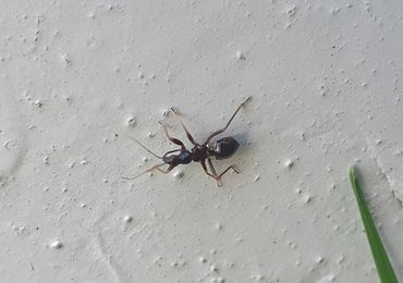 Door op een mier te lijken, schrikt de nimf van de miersikkelwants veel potentiële predatoren af
