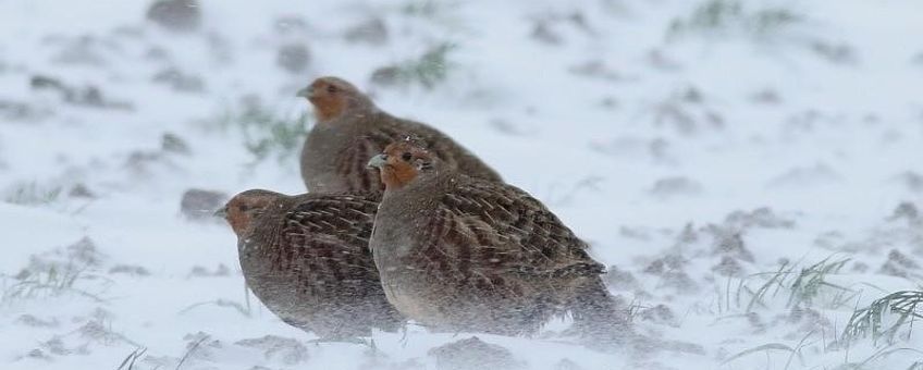 Patrijzen in de sneeuw