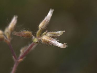 Vruchtjes zandhoornbloem