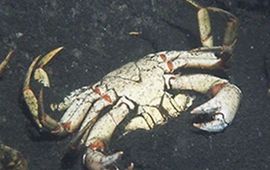 Ook in 2014 zijn weer talloze zeedieren in de 'Death Zone'' van het Grevelingenmeer omgekomen als gevolg van de Spronglaag