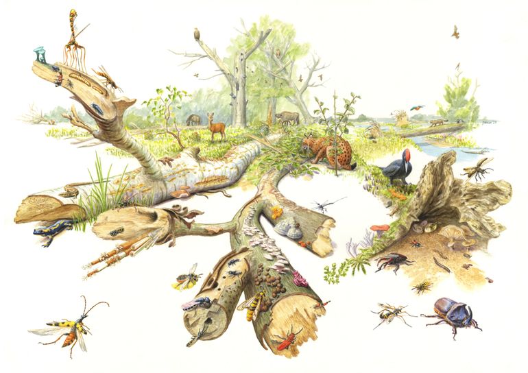 Het laten liggen van dood hout verrijkt de bodem en biedt kansen voor talloze vogels, insecten, schimmels en paddenstoelen