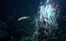 NIOZ Deep sea life underground