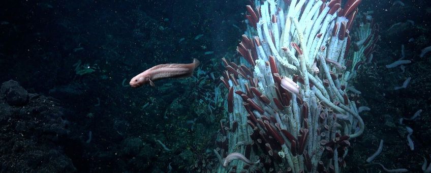 Deep sea life underground