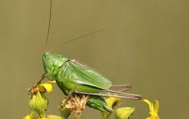 Kim Huskens Lichtgroene sabelsprinkhaan