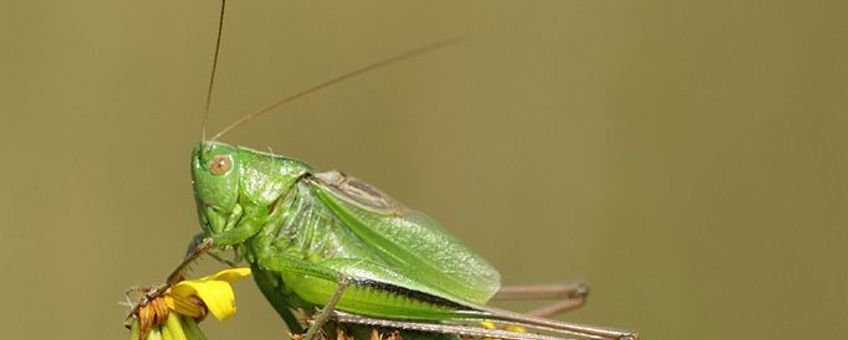 Lichtgroene sabelsprinkhaan