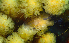 A salp caught by multiple polyps of the branched coral Madracis aurentenra
