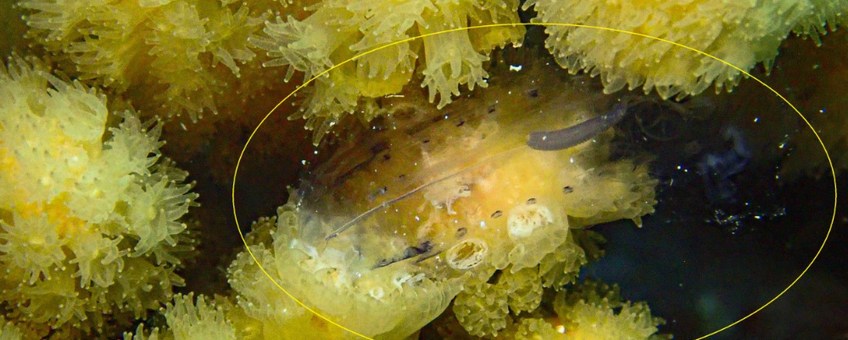 A salp caught by multiple polyps of the branched coral Madracis aurentenra