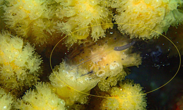 Salp die gevangen is door meerdere poliepen van de koraalsoort Madracis auretenra