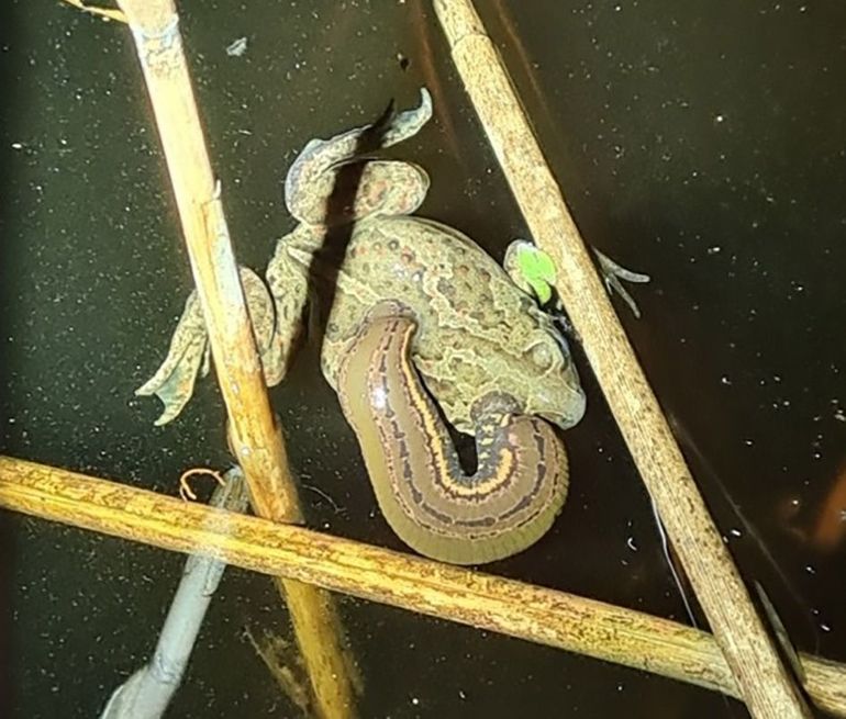 Voedingspoging van medicinale bloedzuiger op een volwassen knoflookpad