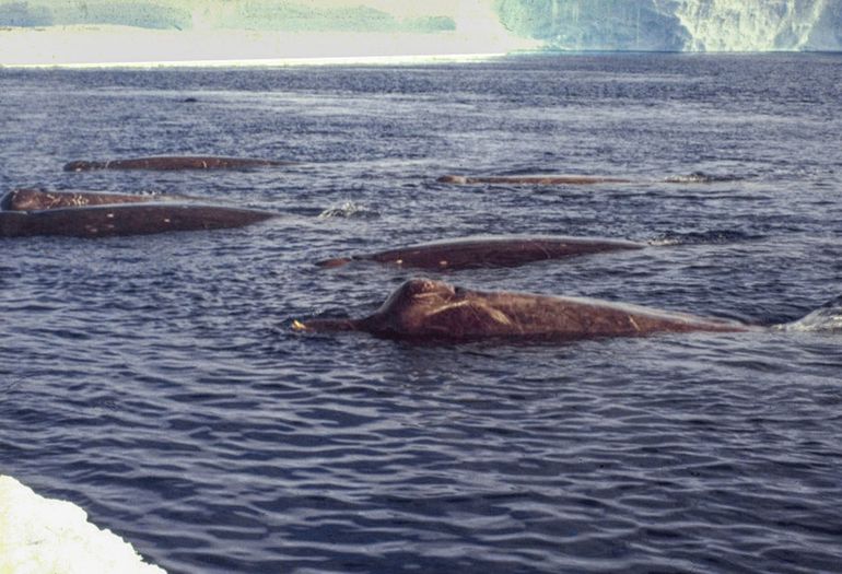 Een prachtige foto van zuidelijke zwarte dolfijnen nabij het landvast ijs in de Drescher Inlet, Antarctica, gemaakt in 1990