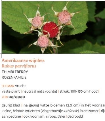 Een van de eetbare planten uit de eetbare plantenlijst in Voedselbosrand. De Amerikaans wijnbes is groter dan de meer bekende Japanse wijnbes 