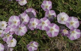 Convolvulus arvensis. Akkerwinde