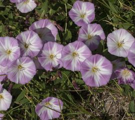 Convolvulus arvensis. Akkerwinde