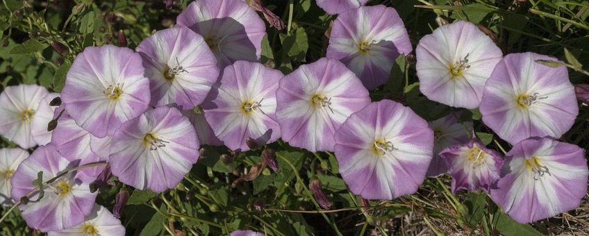 Convolvulus arvensis. Akkerwinde