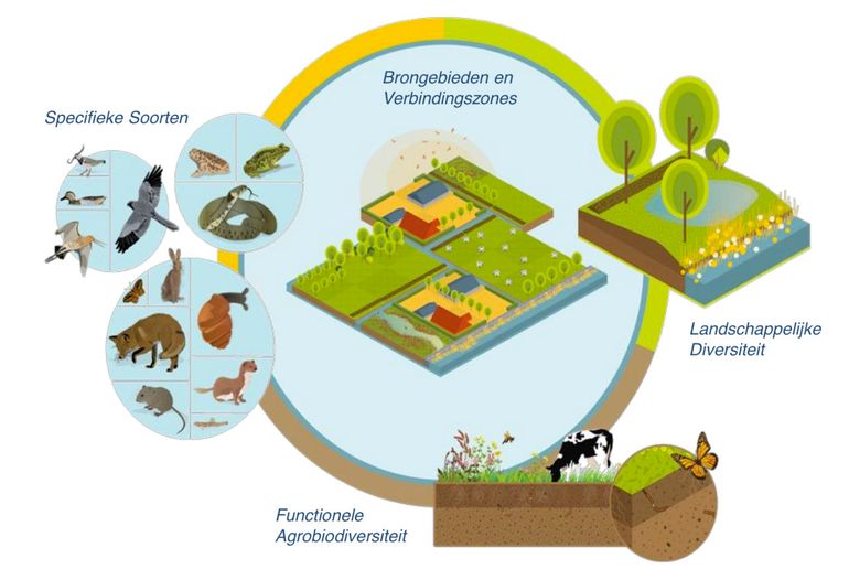 De vier pijlers van biodiversiteit in de landbouw: Pijler 1, functionele agro-biodiversiteit: bodemleven en minerale kringloop, ondersteund door pijler 2, landschappelijke diversiteit en pijler 4, brongebieden en verbindingszones. Wanneer nodig wordt met pijler 3 de biodiversiteit versterkt met gerichte maatregelen voor kwetsbare soorten