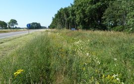 Bloemrijke berm