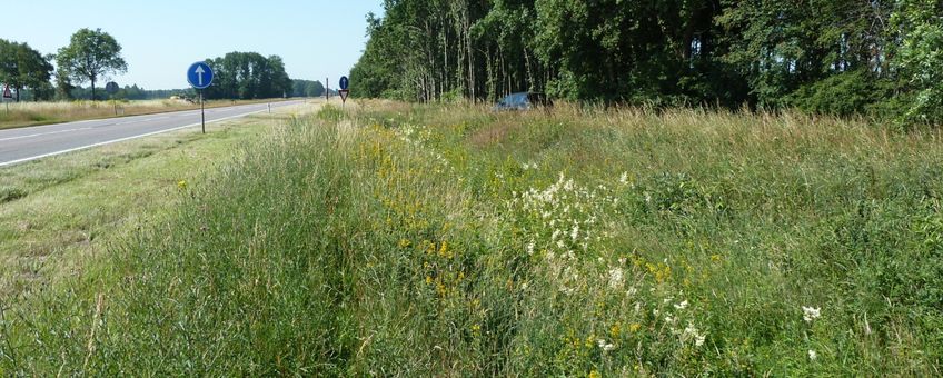 Bloemrijke berm