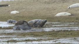 Naast moeders, hun pups en (potentiële) vaders, liggen er al erg veel ‘weaners’ of anders gezegd gespeende pups. (eenmalig exclusief wmr)