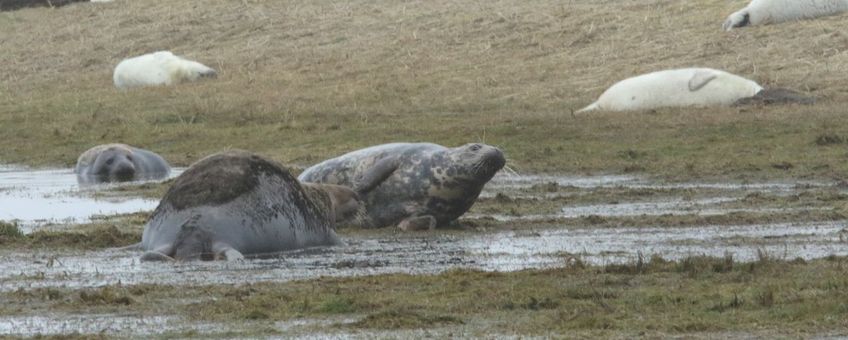 Naast moeders, hun pups en (potentiële) vaders, liggen er al erg veel ‘weaners’ of anders gezegd gespeende pups. (eenmalig exclusief wmr)