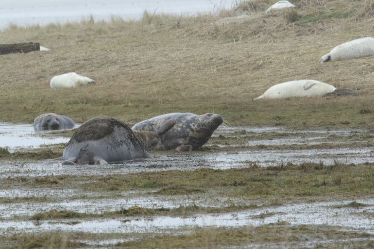 Naast moeders, hun pups en (potentiële) vaders, liggen er al erg veel ‘weaners’, of anders gezegd gespeende pups