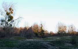 Duinen van Voorne met maretakken