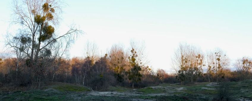 Duinen van Voorne met maretakken