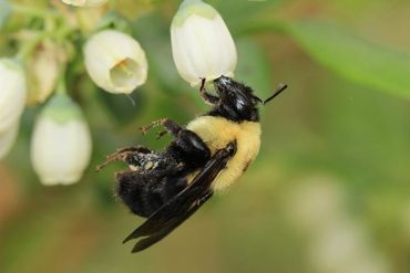 A brown-belted bumblebee at work, pollinating a blueberry flower. It belongs to one of the more than 100 species of wild bees Rachael Winfree and her colleagues collected and identified in 48 farms in Pennsylvania and New Jersey.