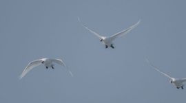 Vliegende kleine zwanen / Flying Bewick's swans, HaalerAu