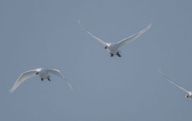 Hans-Joachim Augst Vliegende kleine zwanen / Flying Bewick's swans, HaalerAu